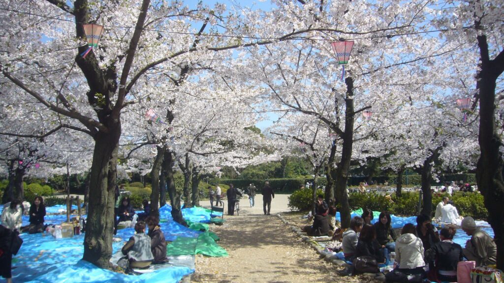 Tsuruma Park 名古屋的櫻花祭