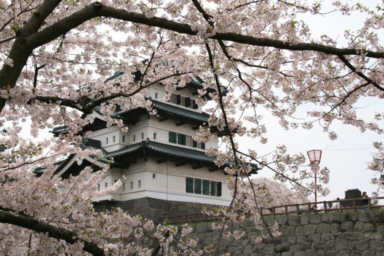 青森的櫻花祭