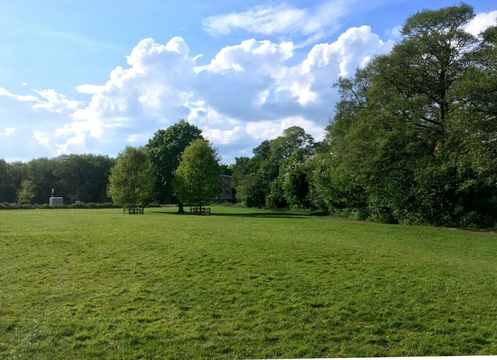 日本的綠之日 green grass field with trees under blue sky and white clouds during daytime