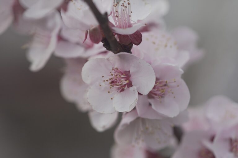 大阪的梅花季 plum blossom, hd wallpaper, flowers, spring, pink flowers, petals, bloom, blossom, branch, tree, plant, nature, closeup, flower wallpaper, plum blossom, plum blossom, plum blossom, flower background, beautiful flowers, plum blossom, plum blossom, spring
