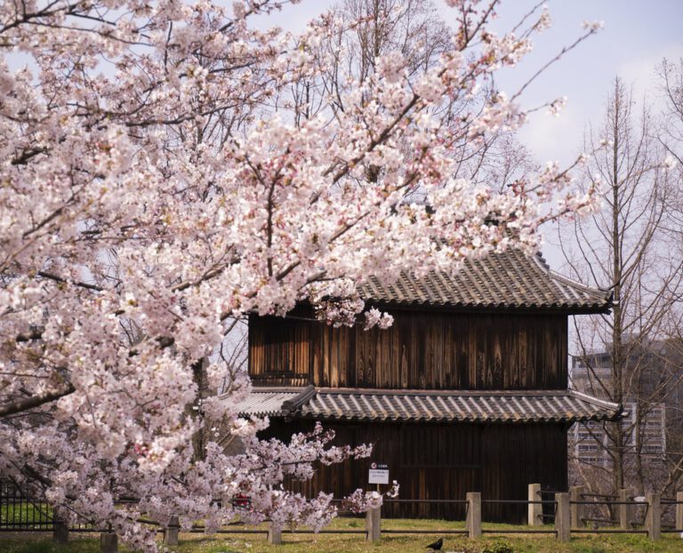 福岡的櫻花祭