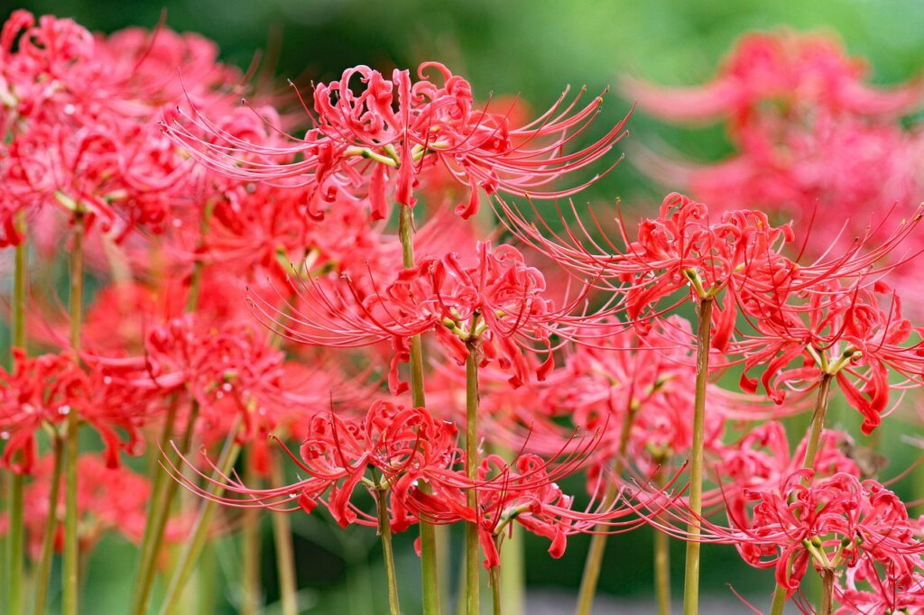 日本的秋分之日 Lycoris radiata