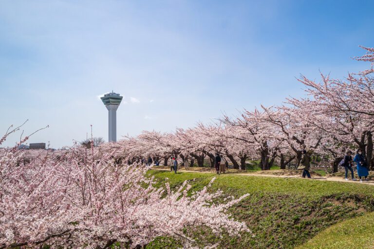 北海道的櫻花祭