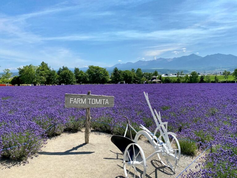 中富良野的薰衣草祭 Furano Lavender Festival