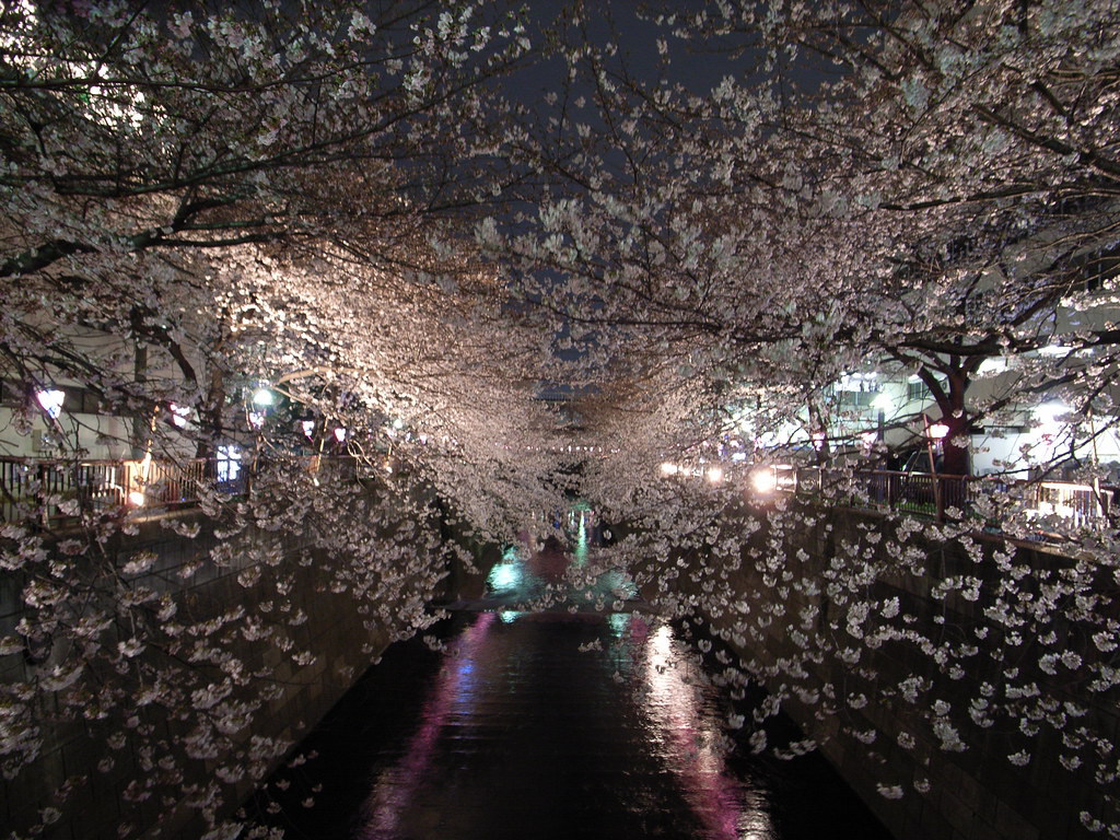 東京的櫻花祭