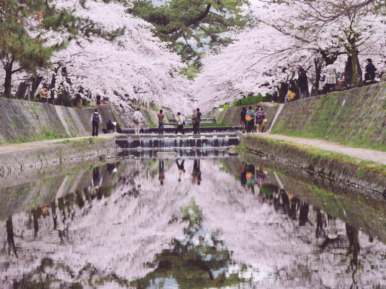 神戶的櫻花祭