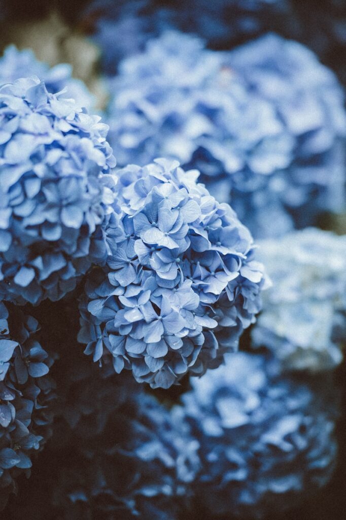 日本的繡球花季 Hydrangea