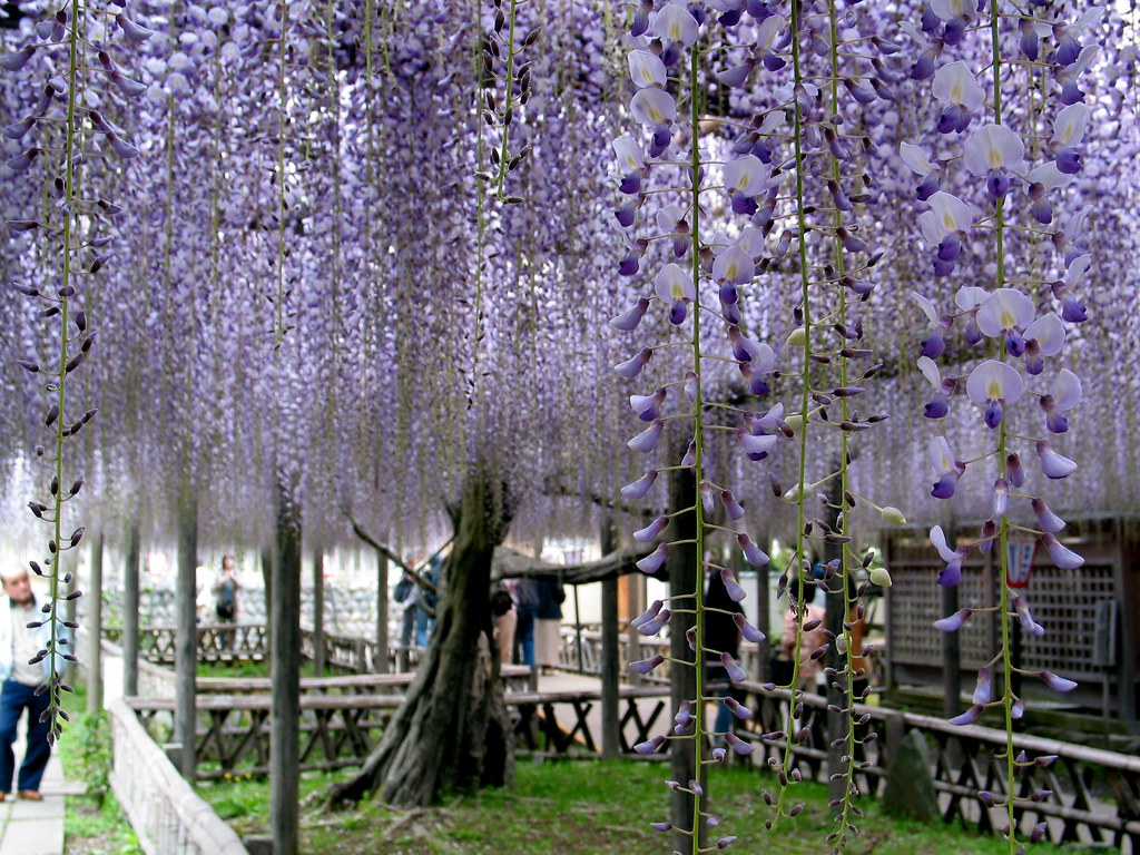 大阪的藤花季