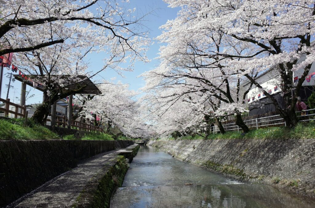 日本的櫻花祭 a river with white flowers on the banks