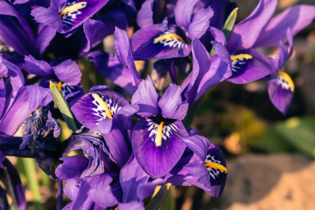 日本的菖蒲花季