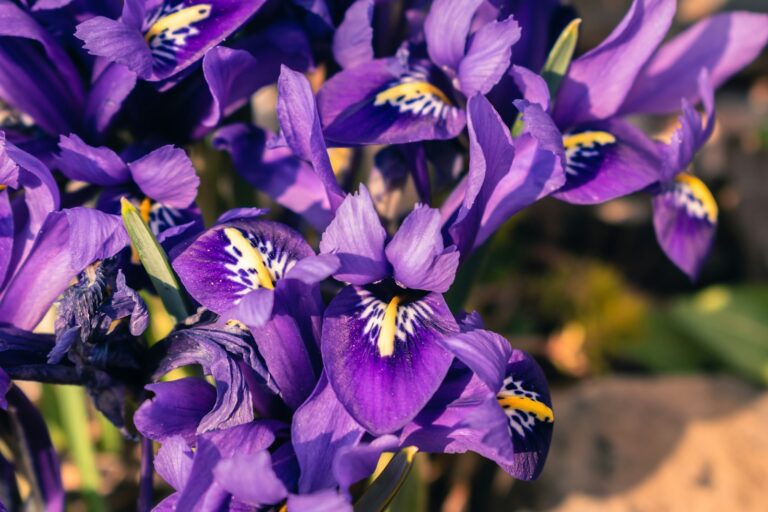 日本的菖蒲花季