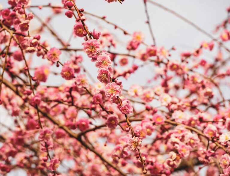 日本的賞梅地點 Plum blossom