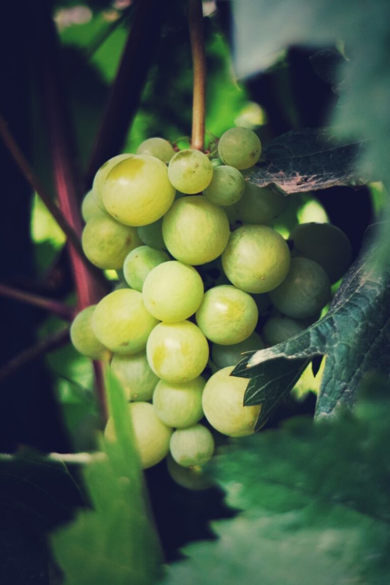 麝香葡萄與岡山 yellow round fruits on green stem