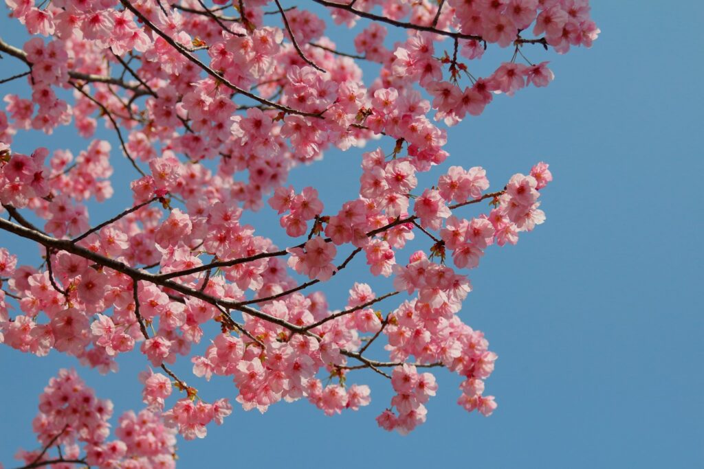 日本的桃花節 pink cherry blossom tree under blue sky during daytime