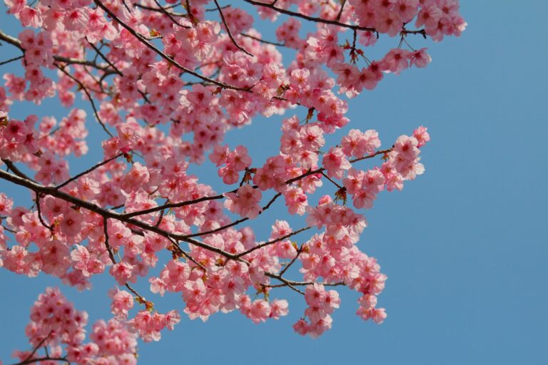 日本的桃花節 pink cherry blossom tree under blue sky during daytime