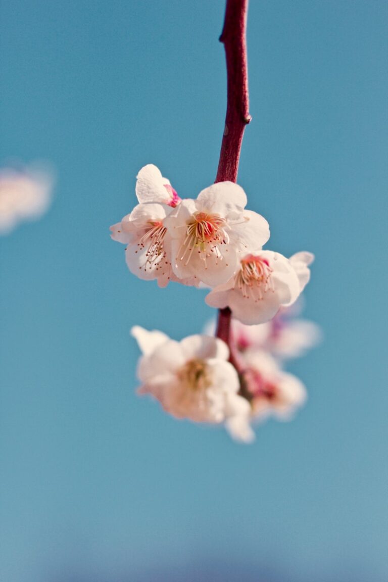 沖繩的櫻花祭 white petaled flower