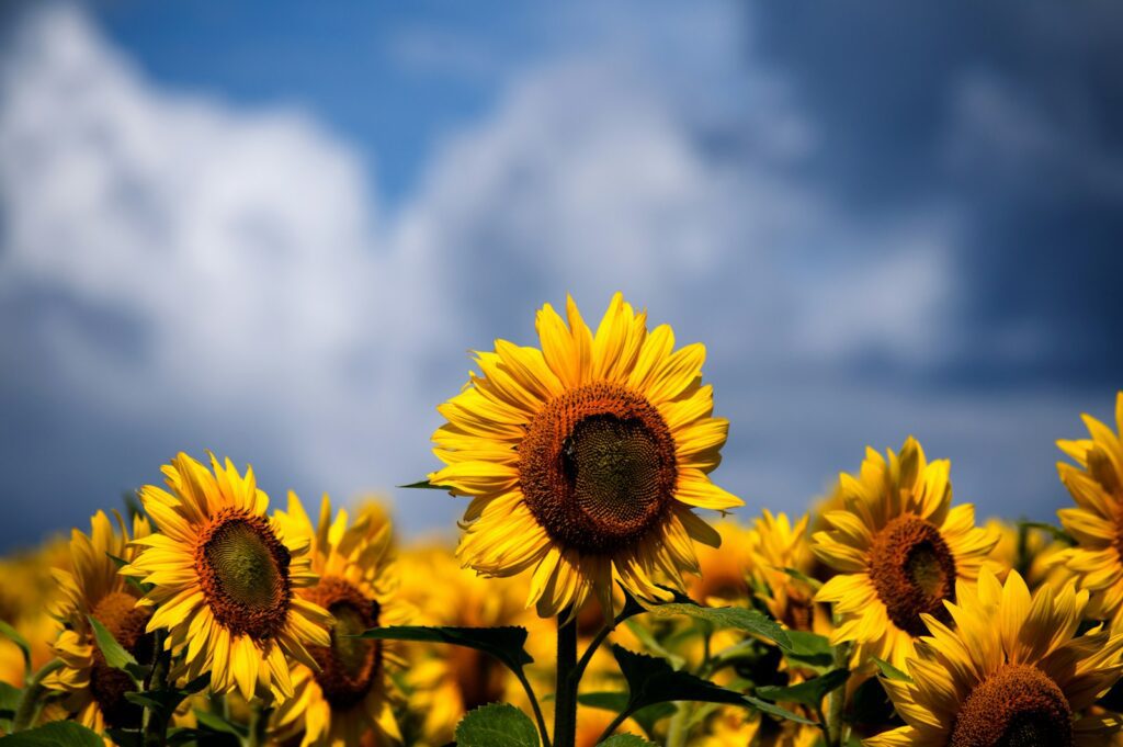 大阪2025向日葵季 selective focus photography of bed of sunflowers