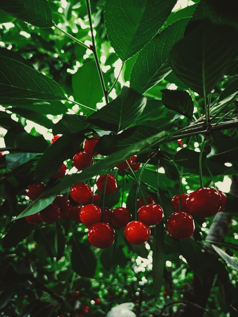 櫻桃與山形縣 red round fruits on green leaves