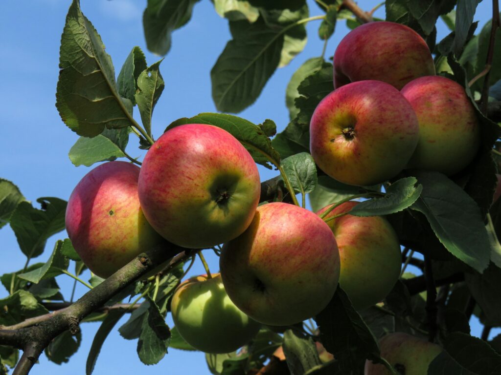 弘前蘋果公園蘋果採摘體驗 red and green apples on tree during daytime