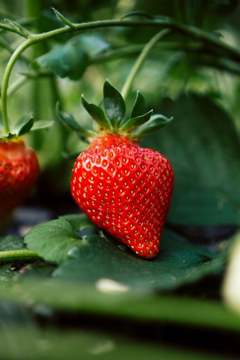 可供採果的果園 red strawberry fruit on green leaves