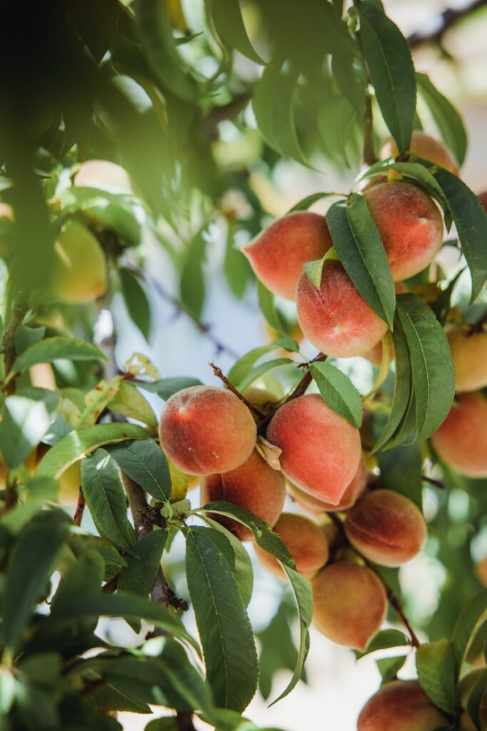 水蜜桃與山梨縣 red and green fruit on tree during daytime
