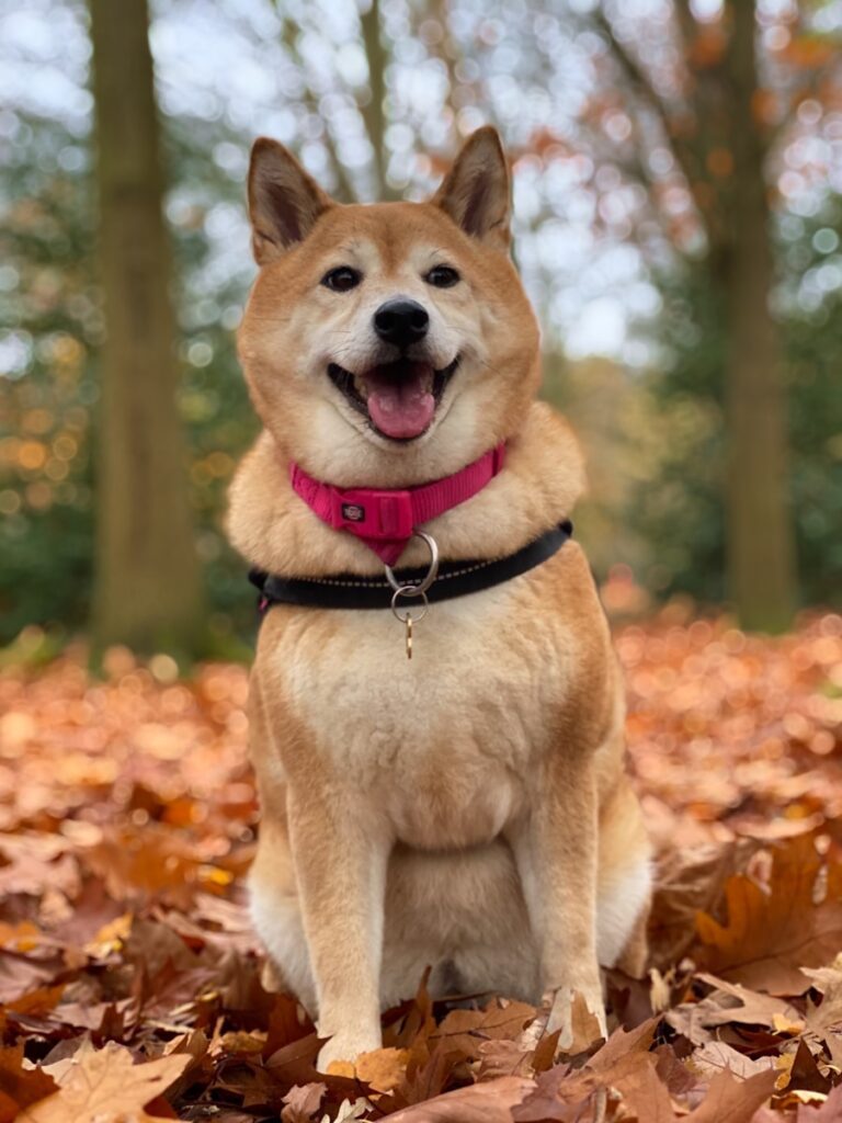 秋田不是只有秋田犬brown and white short coated dog on brown leaves during daytime