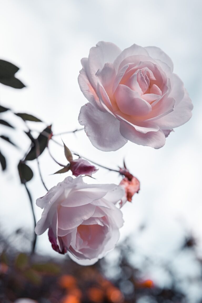 大阪的玫瑰花季 pink rose in bloom during daytime