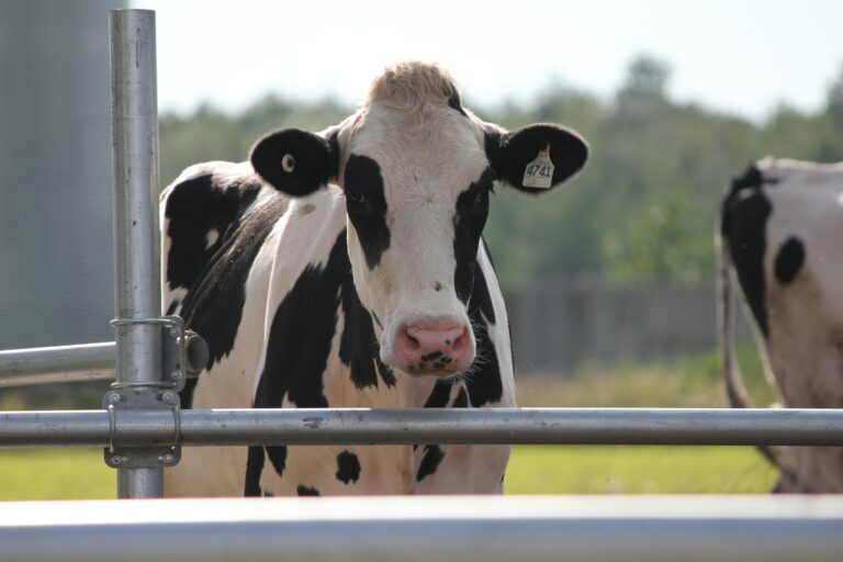 奶製品與北海道 white and black cattle close-up photography
