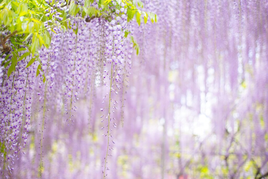 日本的藤花季 purple flowers in forest during daytime