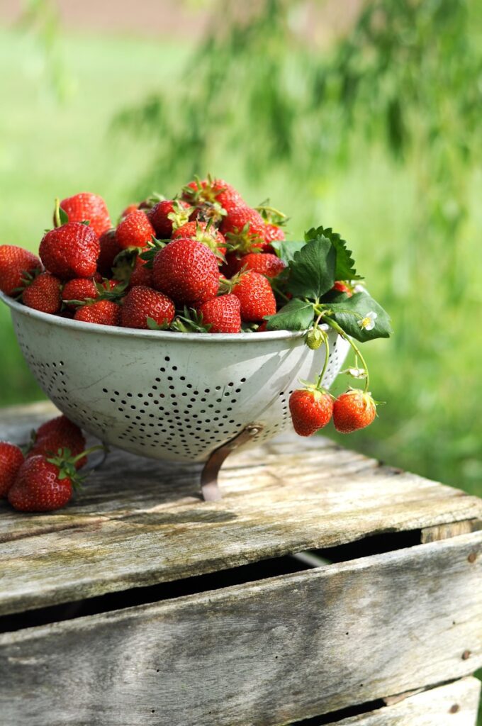 草莓與栃木縣 a white colander filled with lots of ripe strawberries