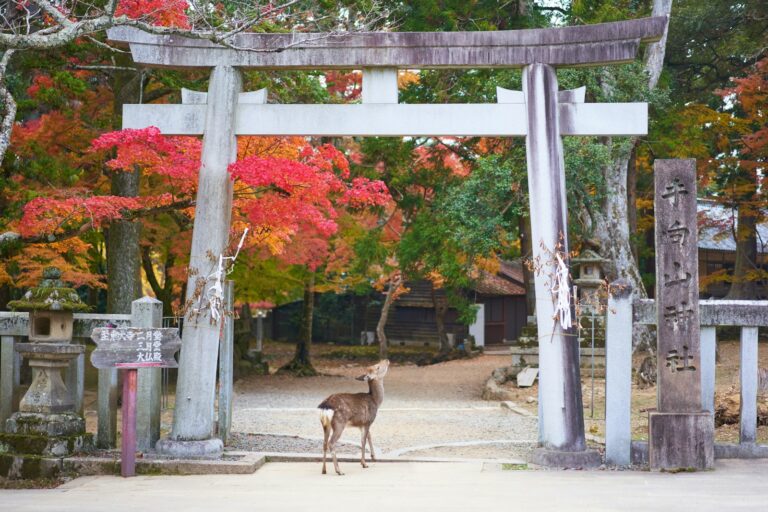 鹿與奈良 gray deer under white and gray arch