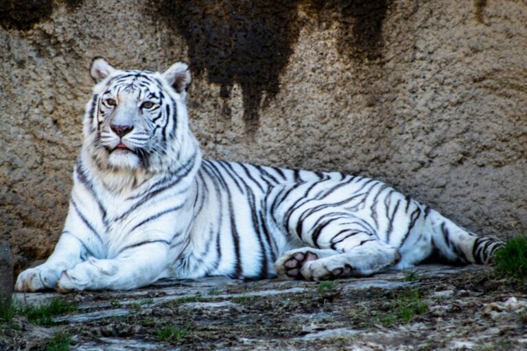 白虎隊與會津若松 adult white tiger