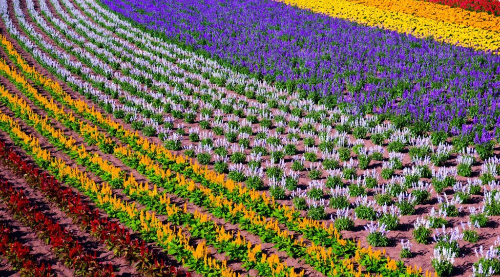 薰衣草與富良野 lines of assorted flowers field during day