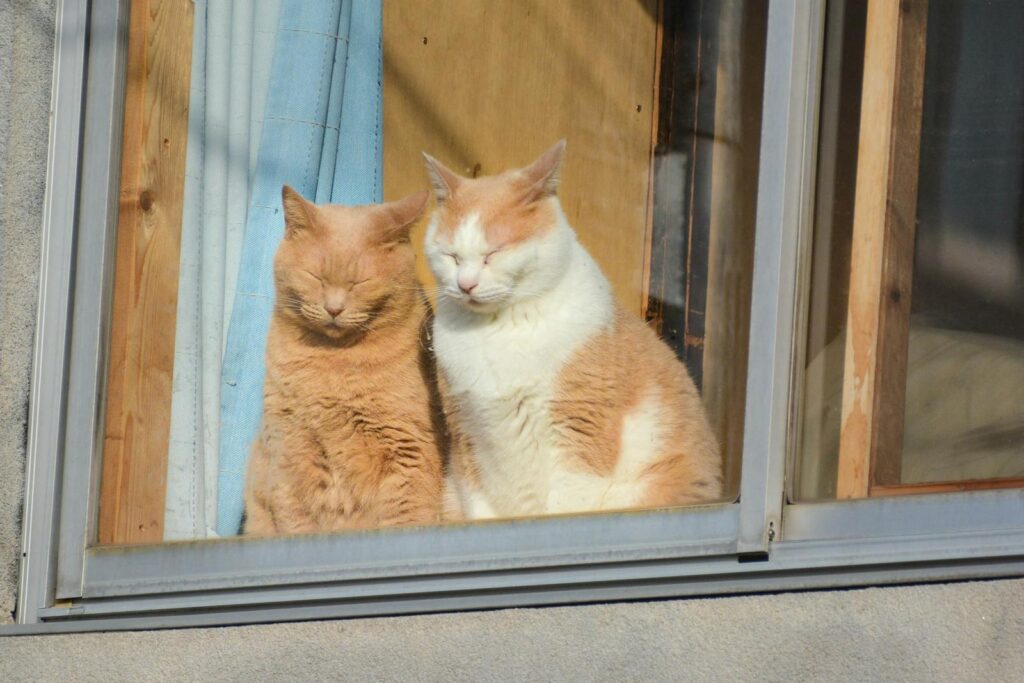 Airbnb從訂房入住到退房該注意的地方 Two sleepy cats basking in sunlight by the window in a peaceful Japanese home.