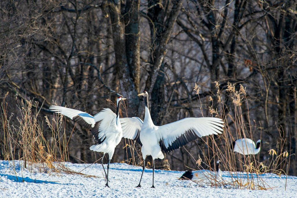 探索釧路與丹頂鶴Majestic red-crowned cranes display their wings in the snowy Hokkaido forest.