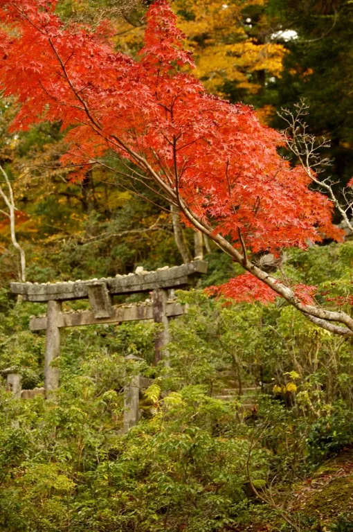 日本三景之一的廣島宮島 Momijidani Park